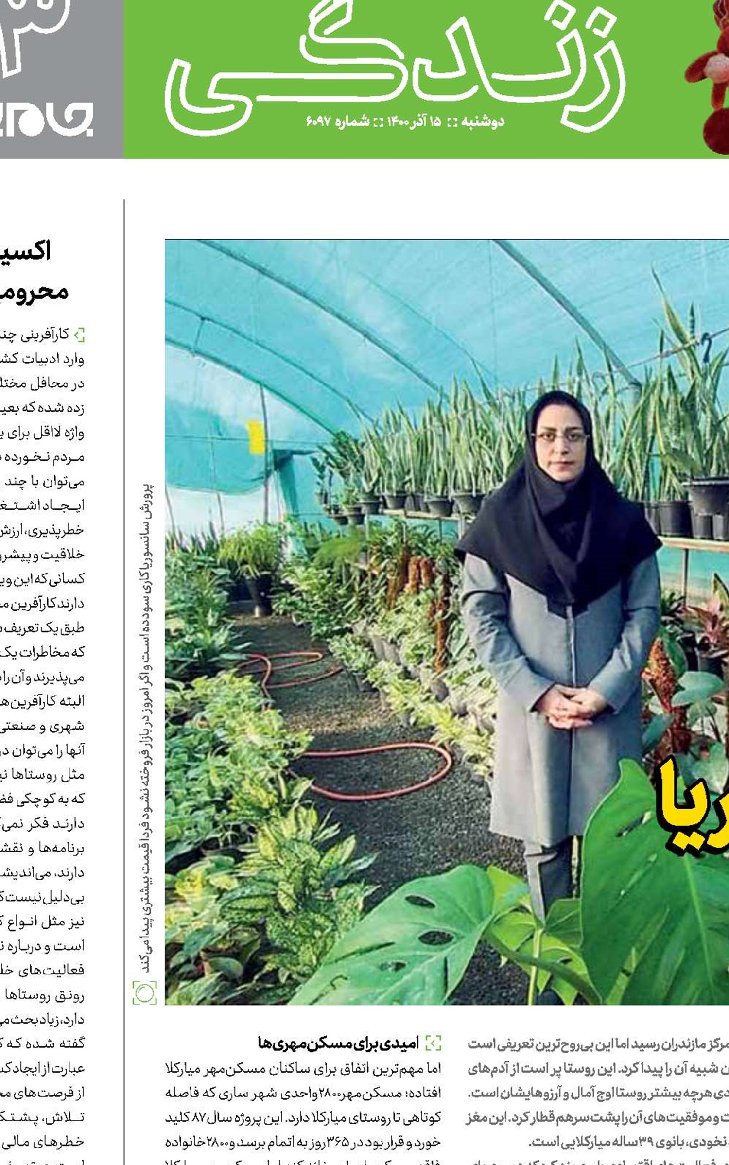 ایستاده با سانسوریا