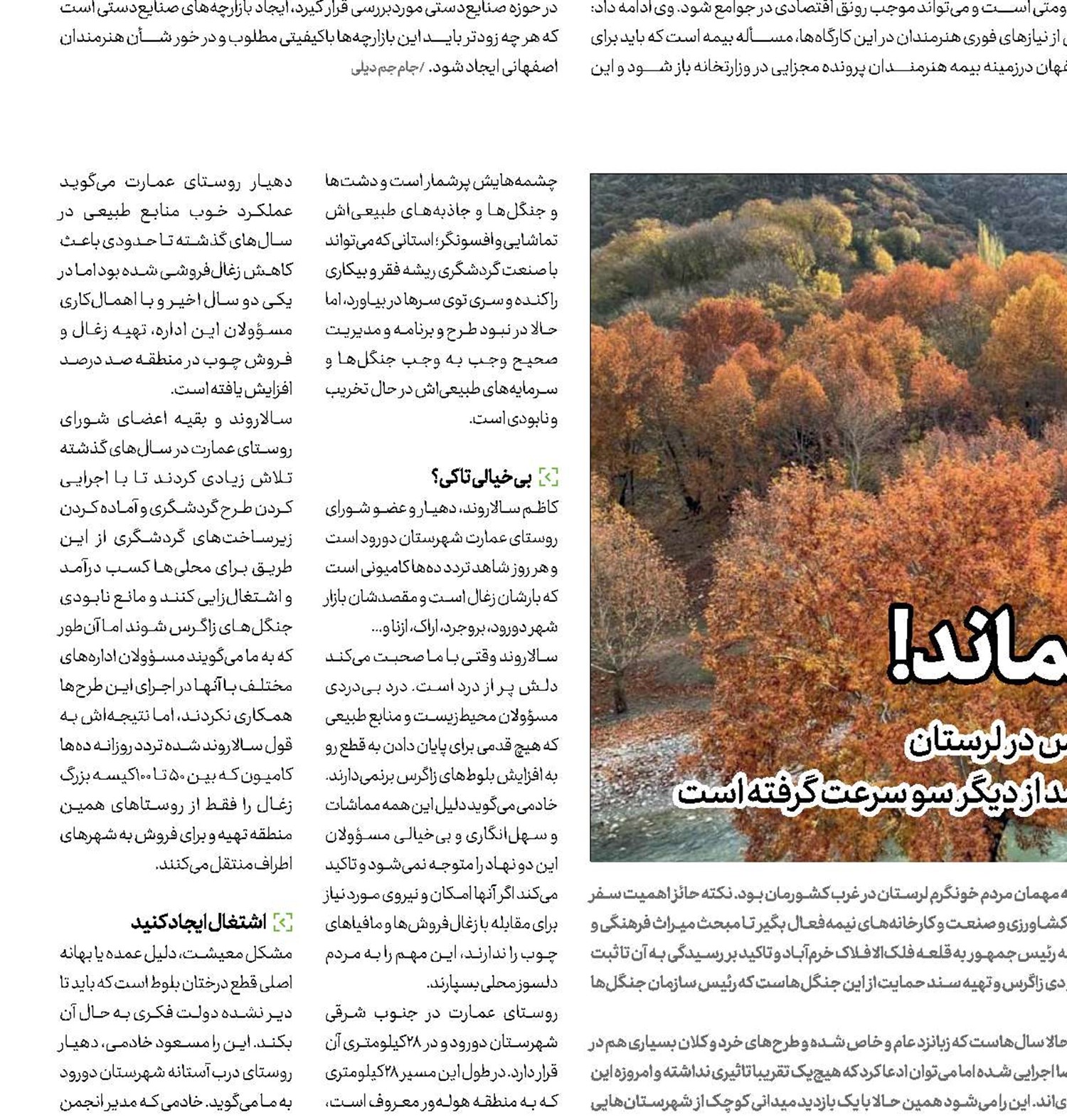 اگر بلوطی باقی بماند!