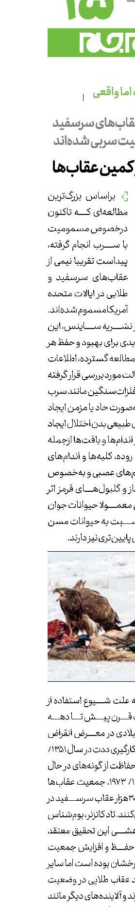 تقریبا نیمی از عقاب‌های سرسفید گرفتار مسمومیت سربی شده‌اند تله سربی در کمین عقاب‌ها