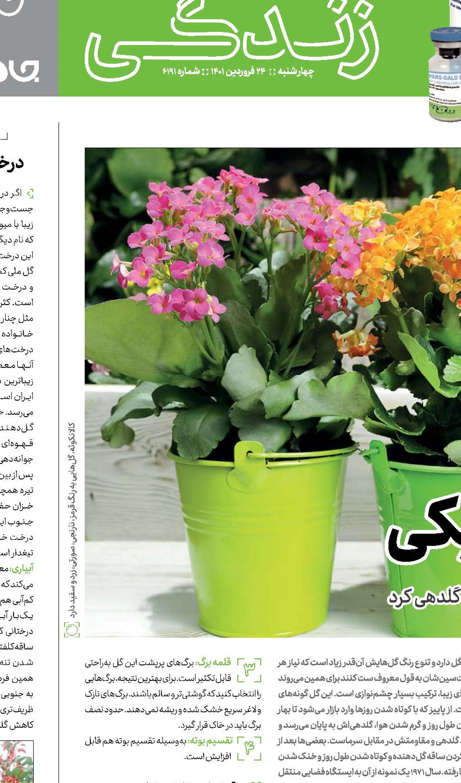شکفتن در تاریکی  