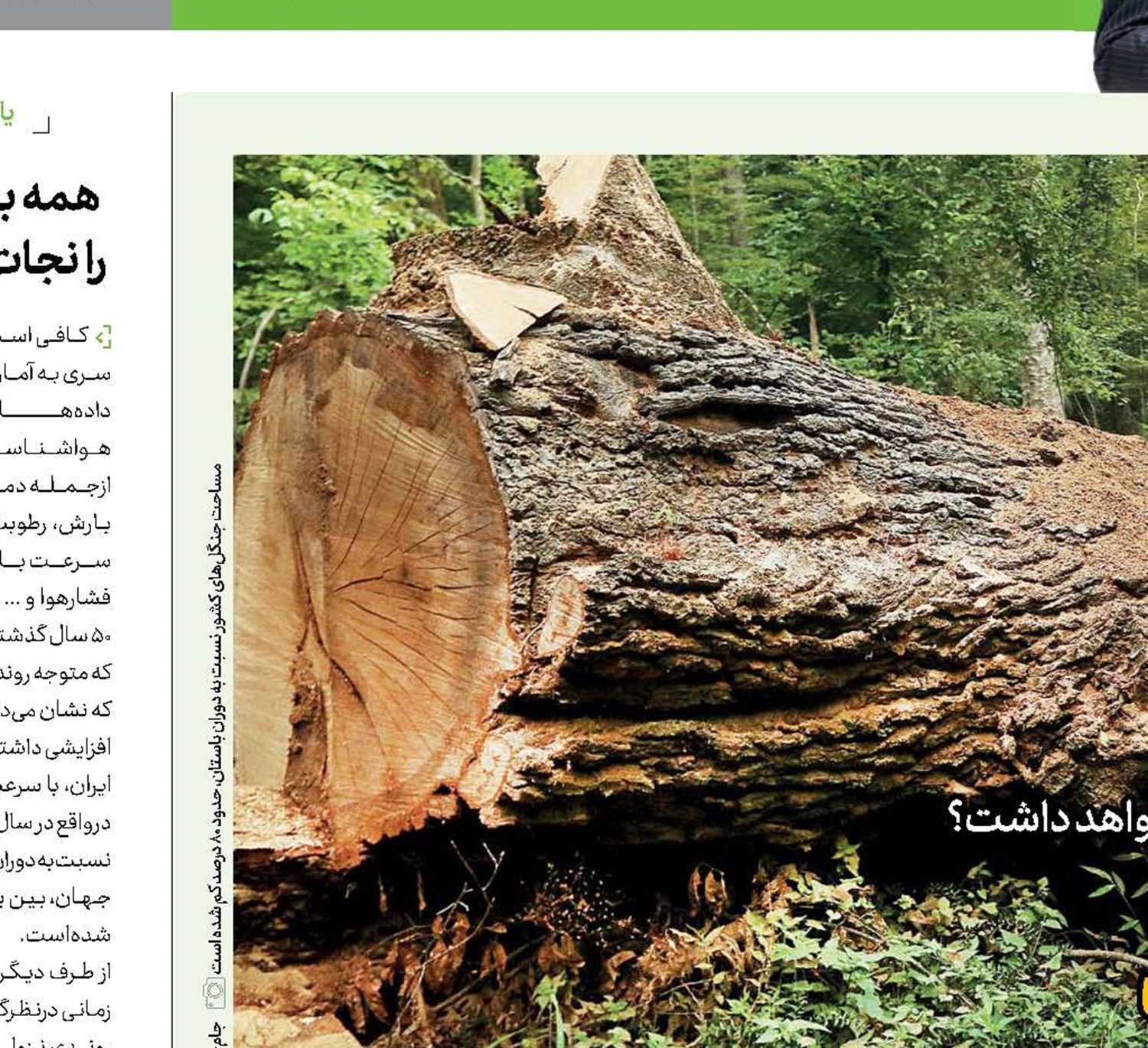 جنگل، فردا ندارد