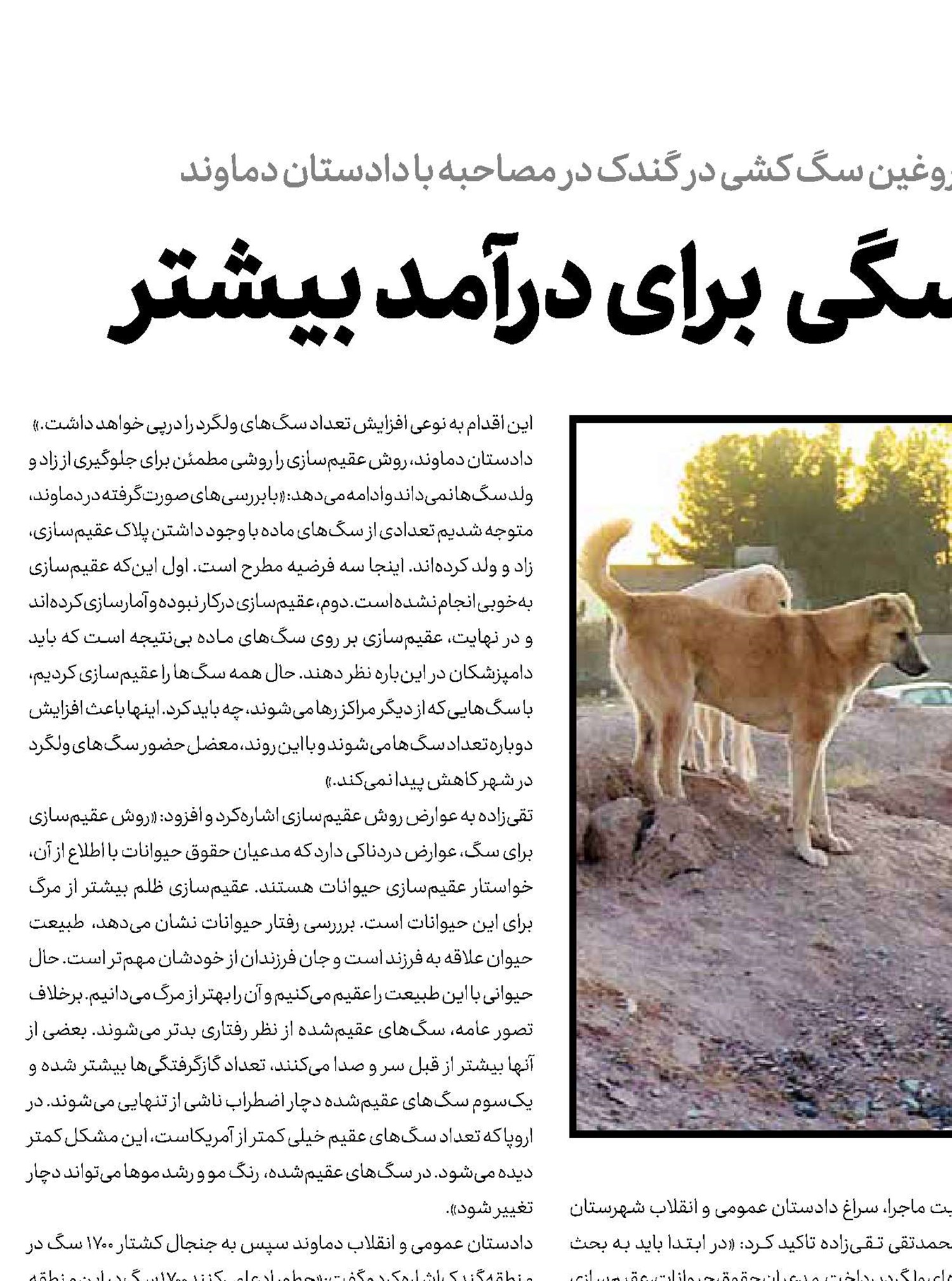 جنجال سگی برای درآمد بیشتر