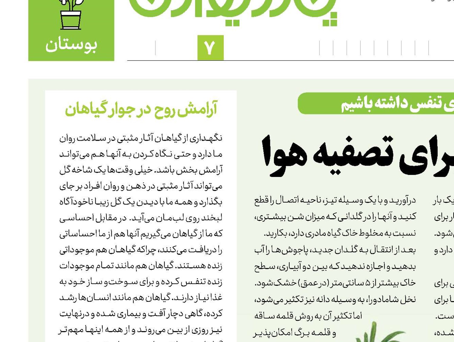 نخل شامادورا، گیاهی برای تصفیه‌هوا
