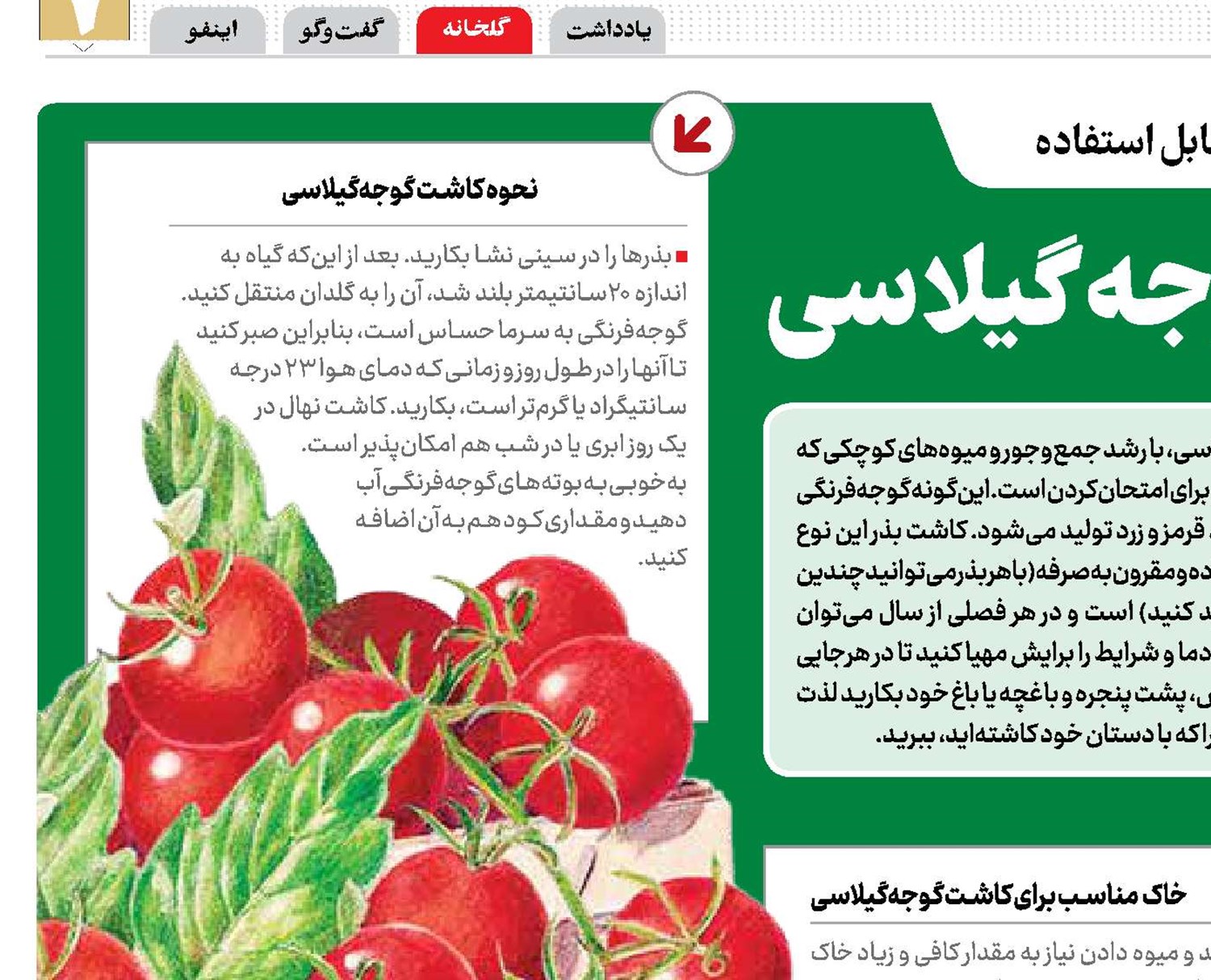 پرورش یک گلدان گوجه‌گیلاسی