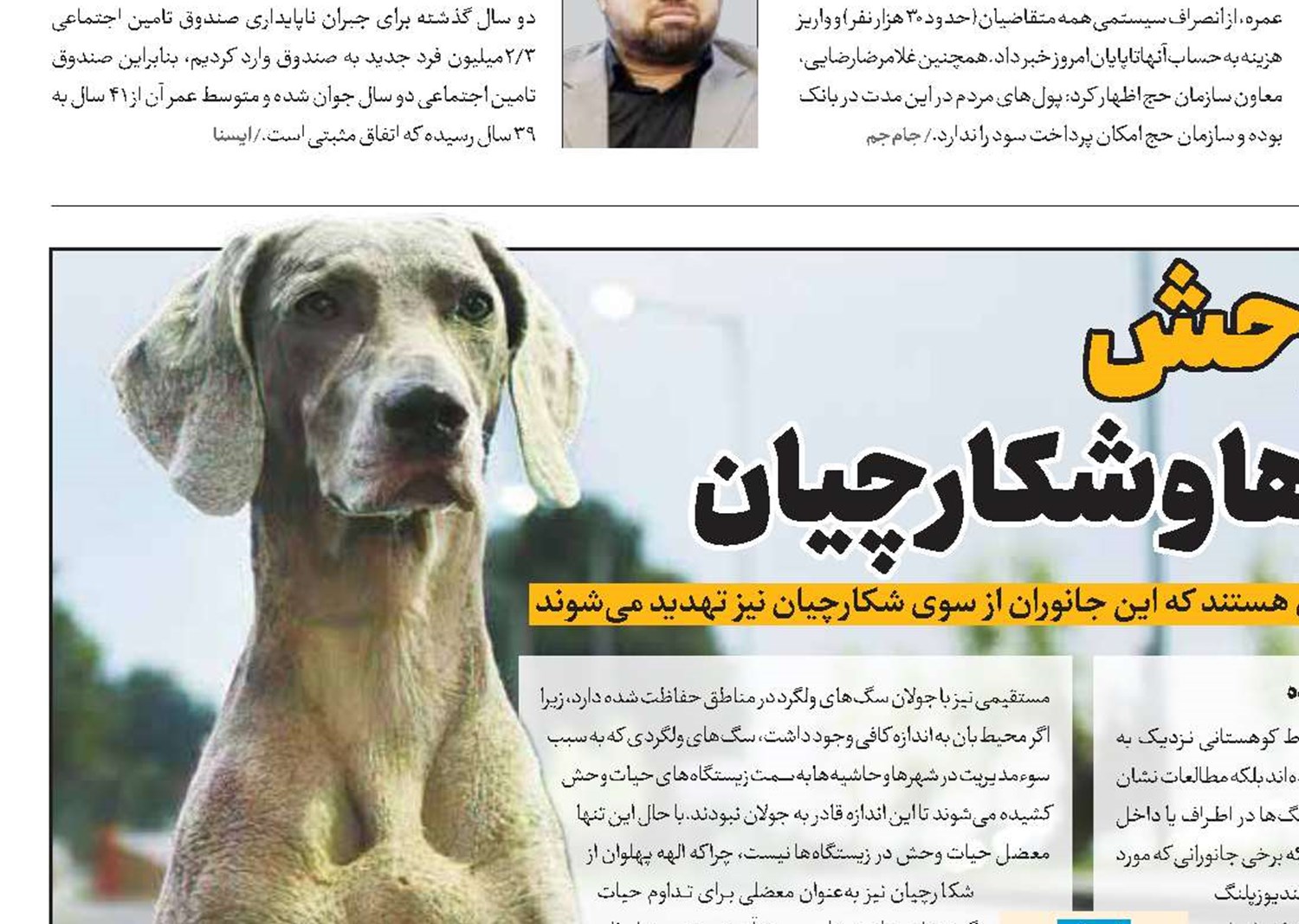 حیات‌وحش طعمه‌چرب سگ‌ها و شکارچیان 