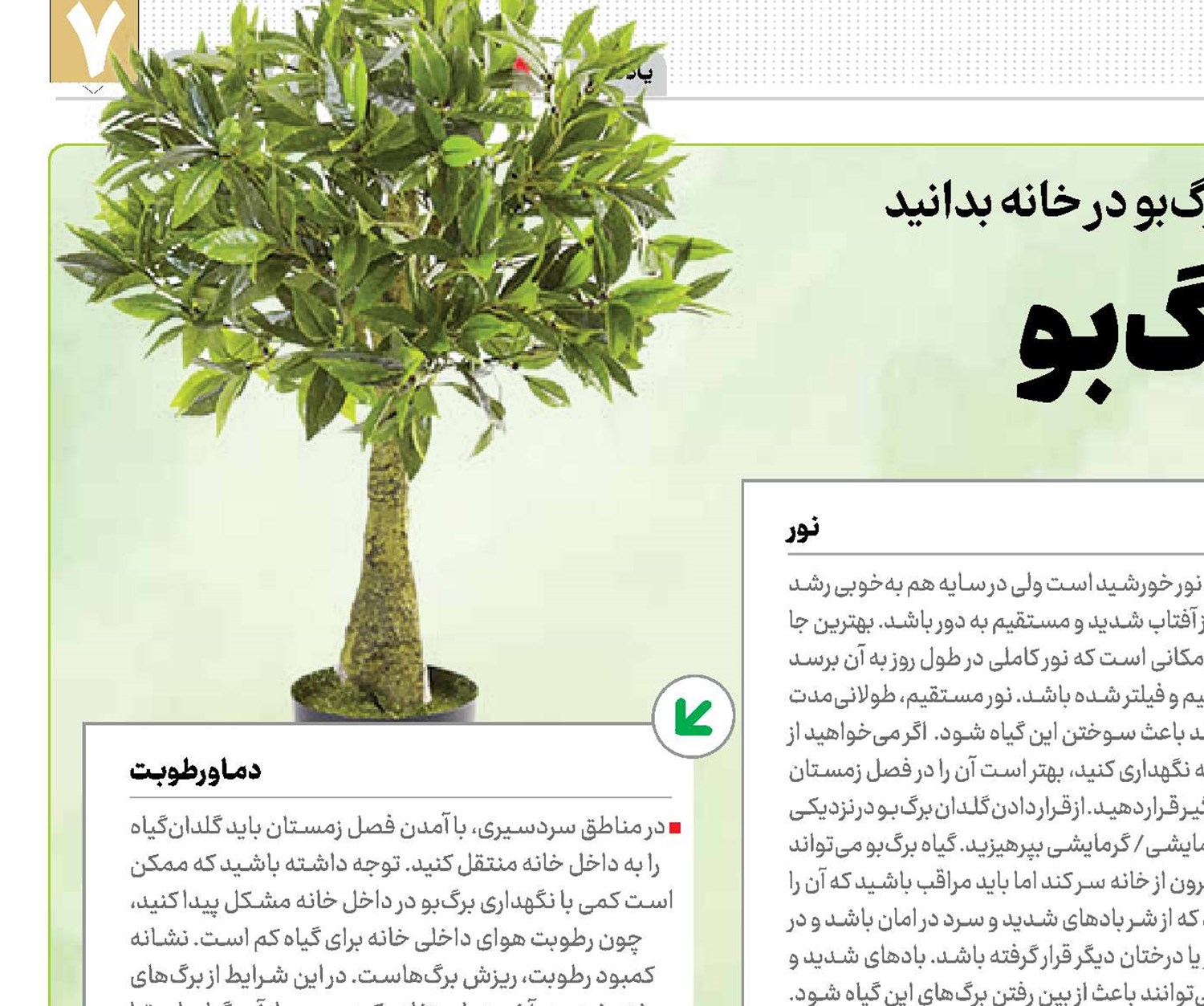 یک گلدان برگ‌بو