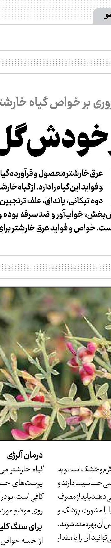 راهکار ماندگاری پیاز 