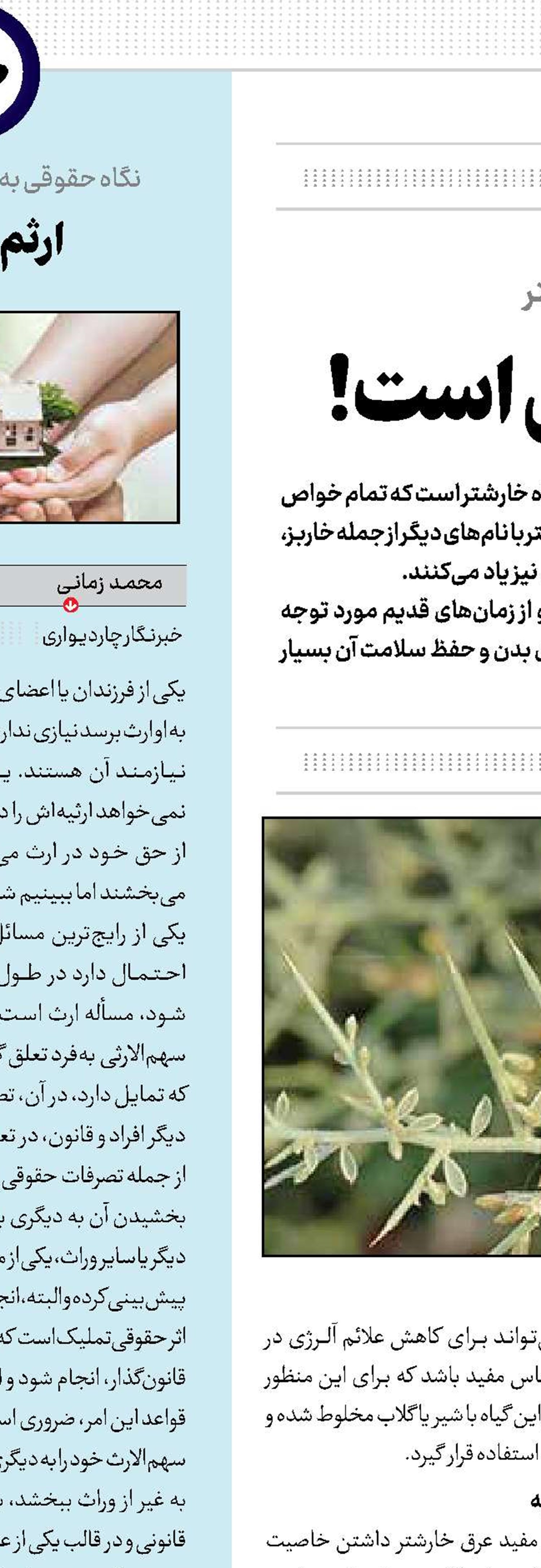 این خار خودش گل است!