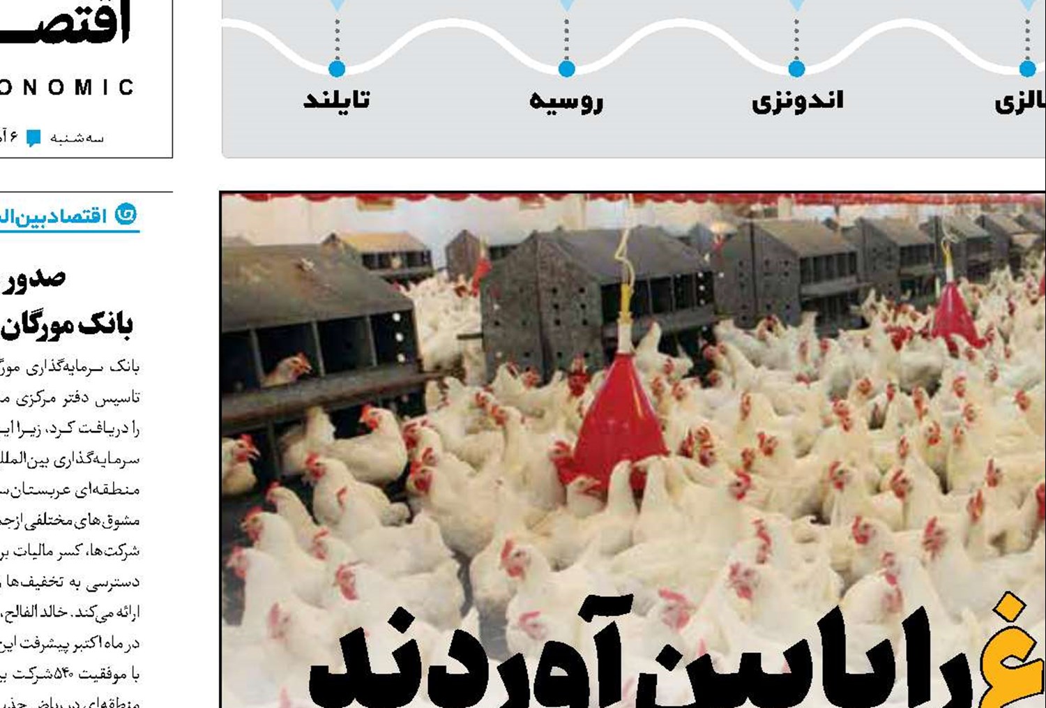 جوجه‌ها قیمت مرغ را پایین آوردند