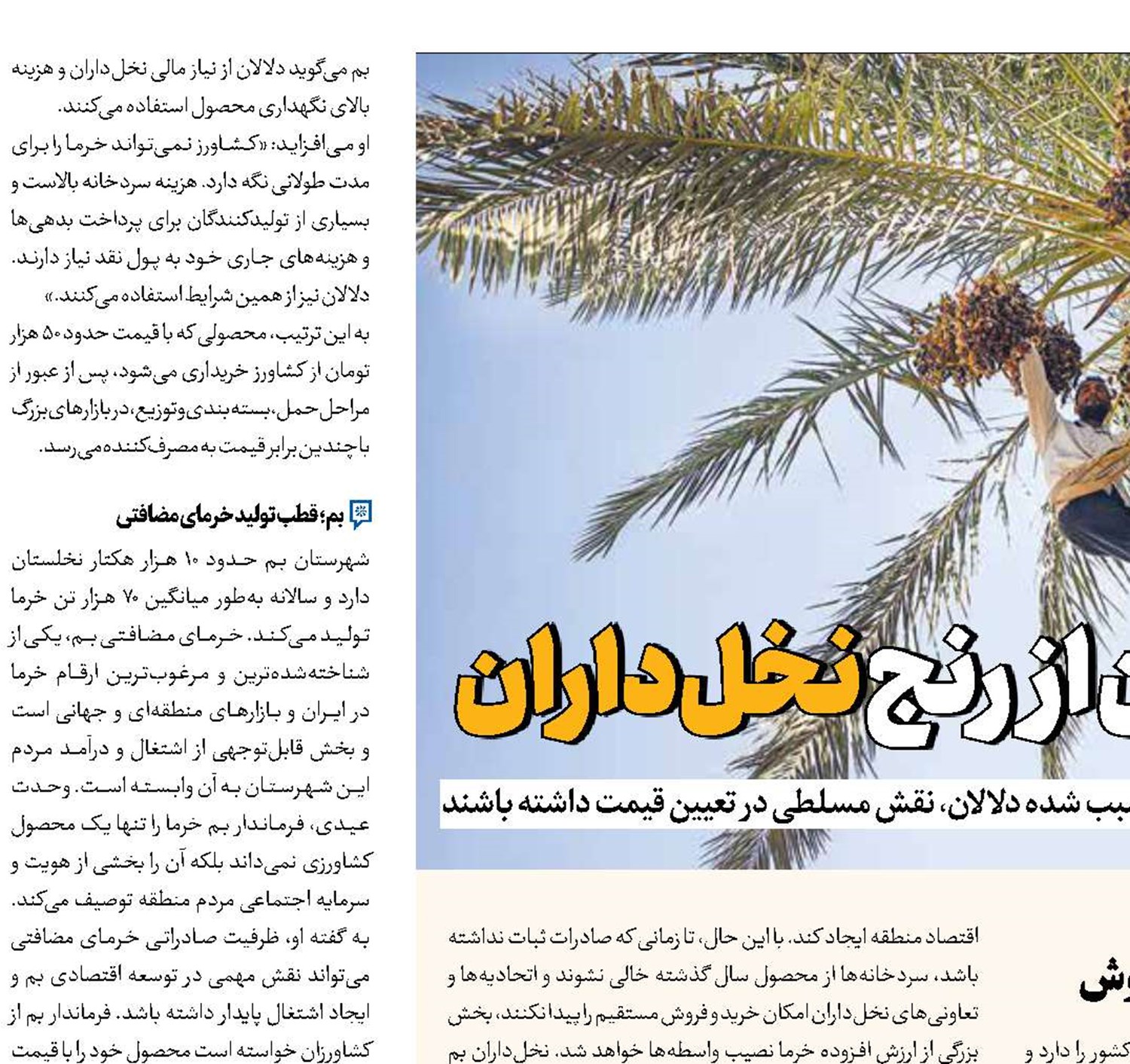 ​​​​​​​سود دلالان از رنج نخل‌داران